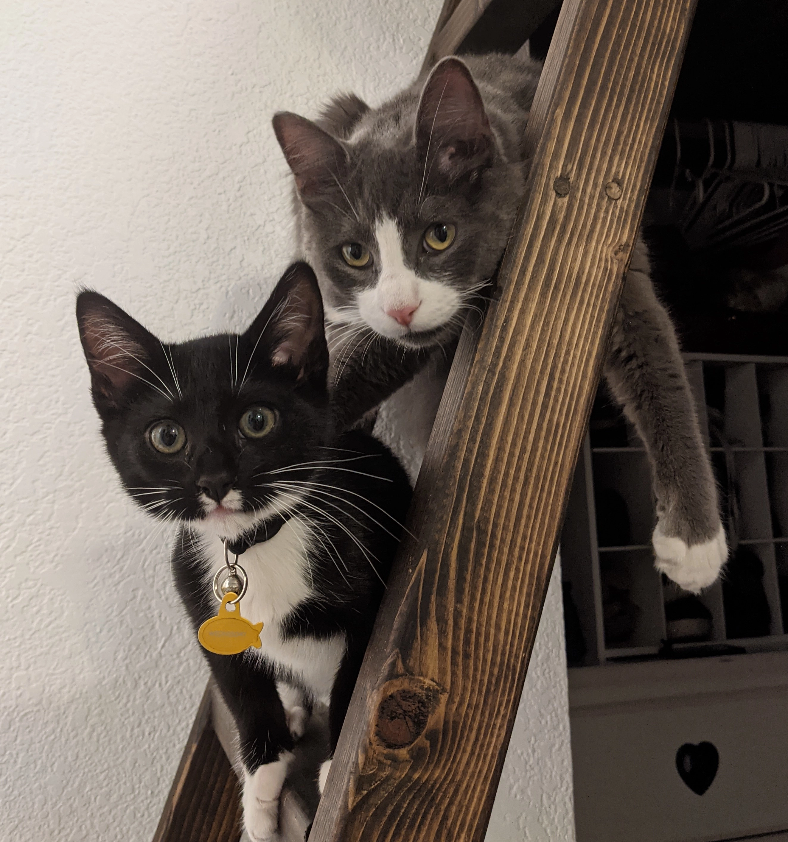 Two tuxedo cats on a ladder.